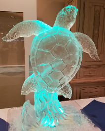 Sea Turtle