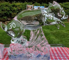 Branded Piglet Jumping