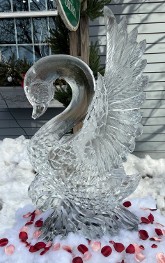 Ice Matters - Single Swan